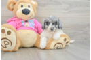 Petite Poochon Poodle Mix Pup