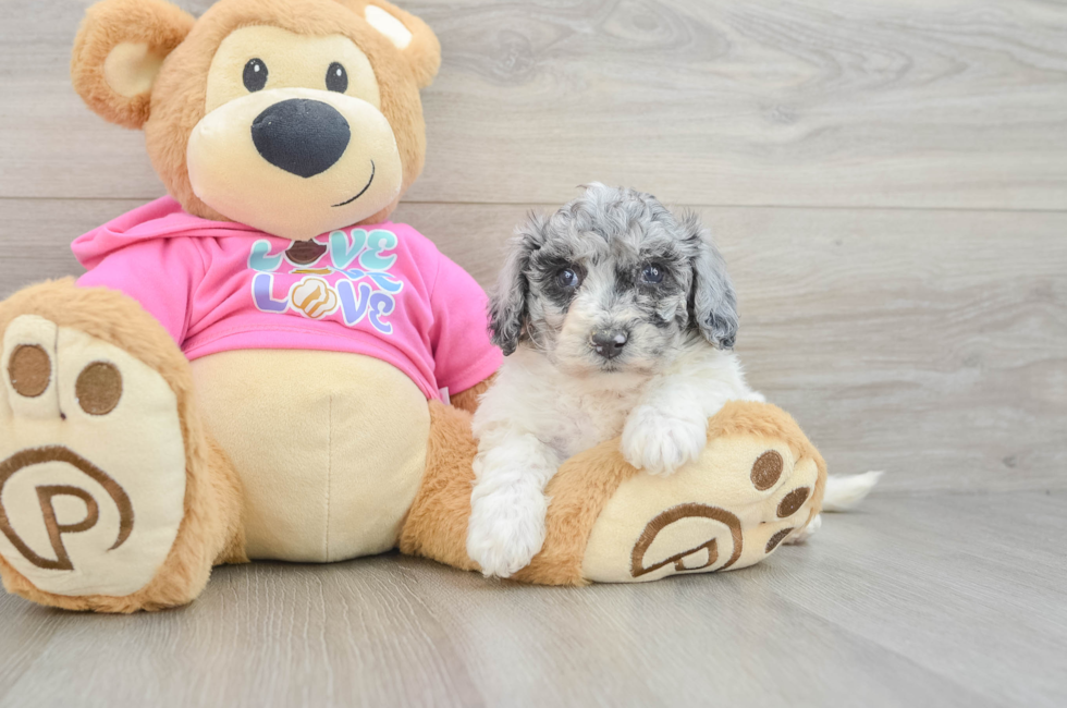 5 week old Poochon Puppy For Sale - Premier Pups