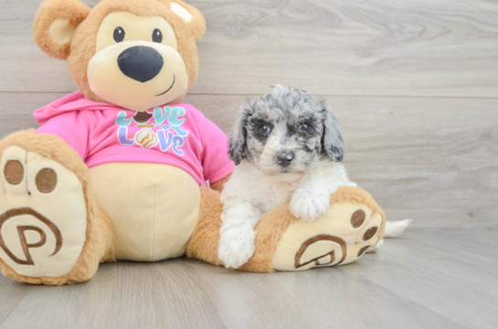 Petite Poochon Poodle Mix Pup