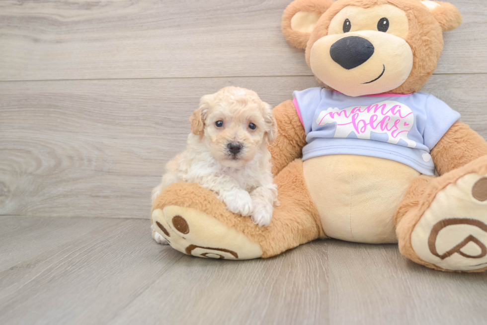 Funny Poochon Poodle Mix Pup
