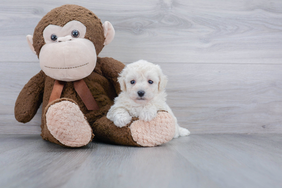 Friendly Poochon Baby