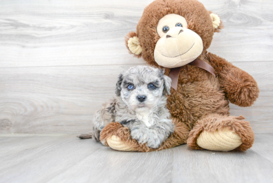 Petite Poochon Poodle Mix Pup