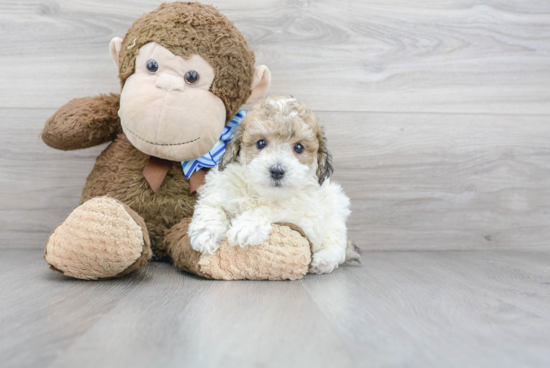 Friendly Poochon Baby