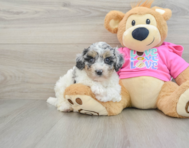 7 week old Poochon Puppy For Sale - Premier Pups