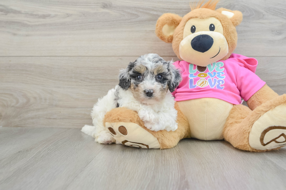 7 week old Poochon Puppy For Sale - Premier Pups