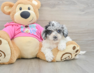 5 week old Poochon Puppy For Sale - Premier Pups