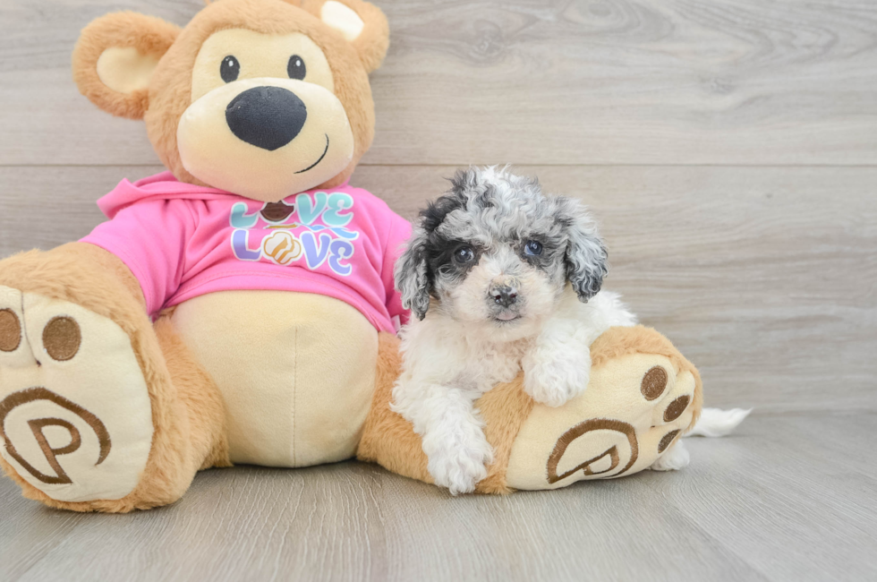 5 week old Poochon Puppy For Sale - Premier Pups