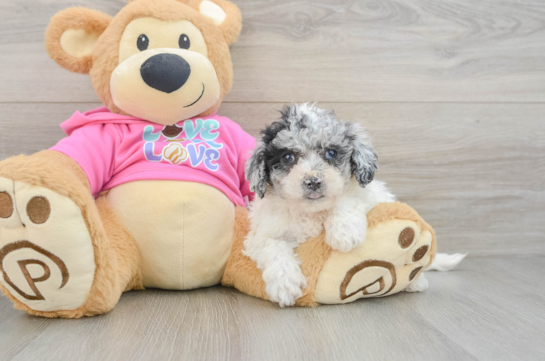 Poochon Puppy for Adoption