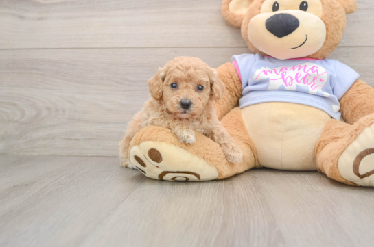 Petite Poochon Poodle Mix Pup