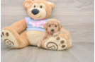 Sweet Poochon Baby