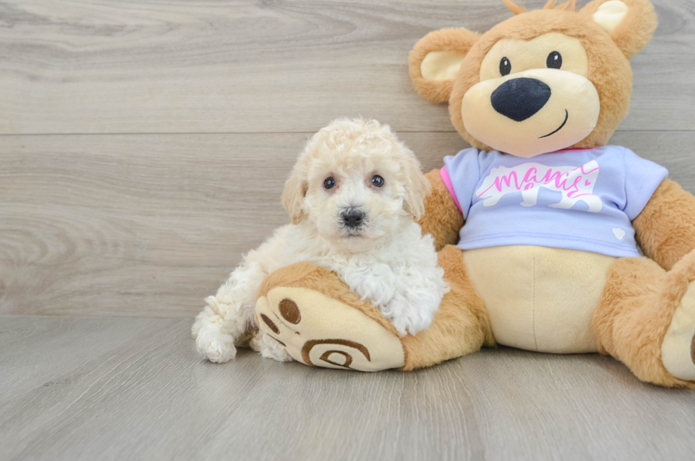 6 week old Poochon Puppy For Sale - Premier Pups