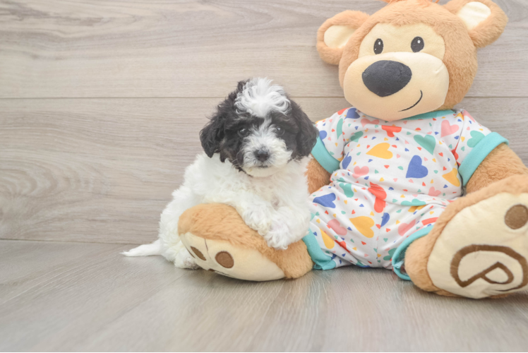 Meet Raisin - our Poochon Puppy Photo  1/3 - Premier Pups Best Poochon Baby