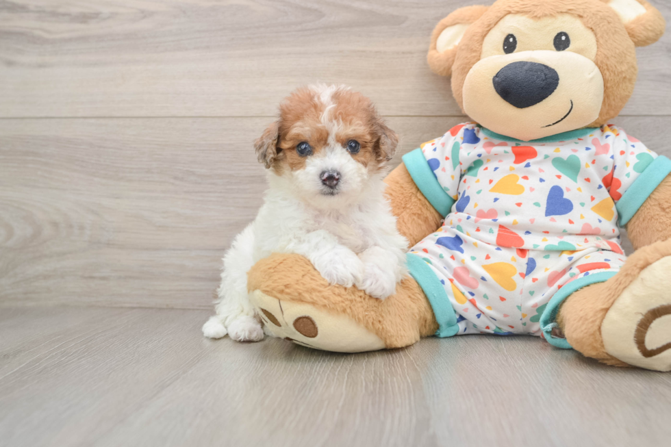 Poochon Pup Being Cute