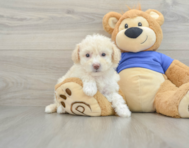 8 week old Poochon Puppy For Sale - Premier Pups