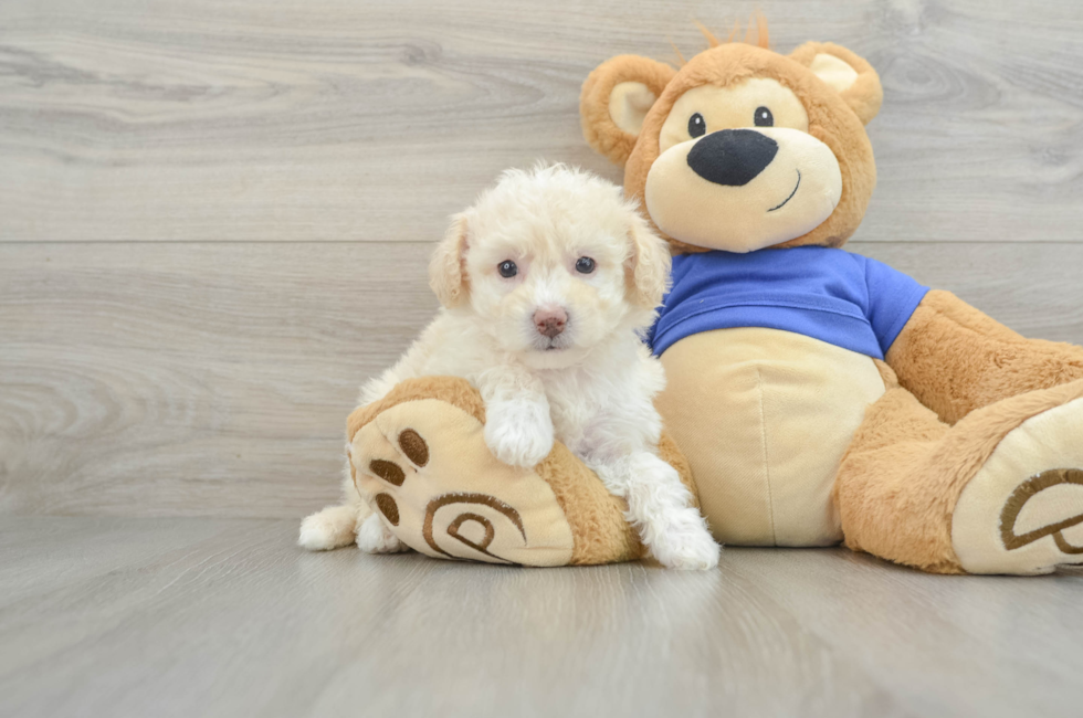 6 week old Poochon Puppy For Sale - Premier Pups