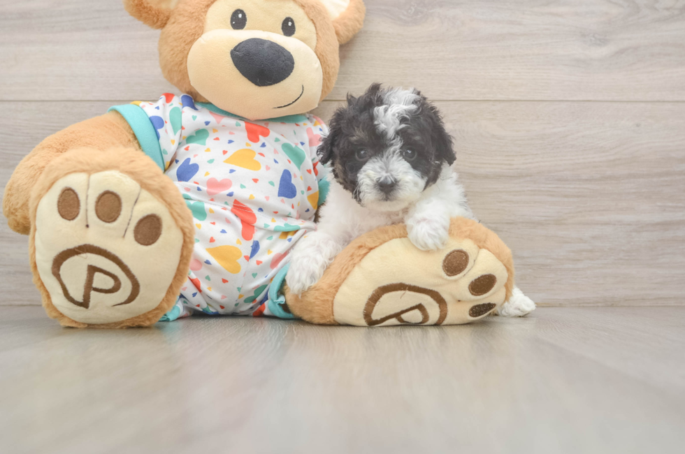 5 week old Poochon Puppy For Sale - Premier Pups