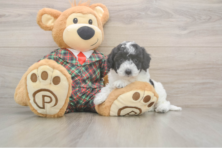 Funny Poochon Poodle Mix Pup