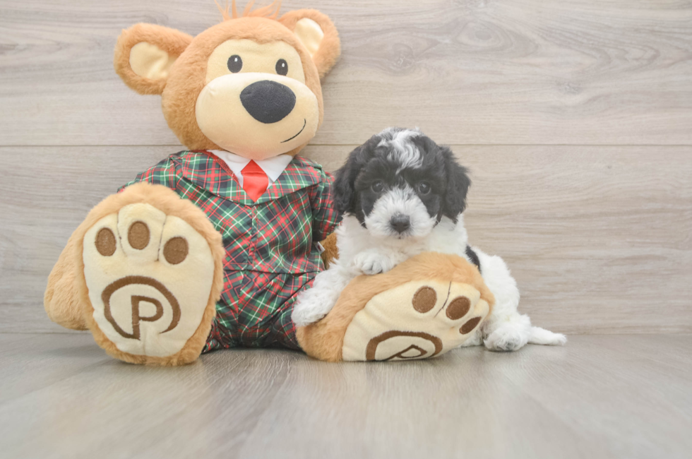 5 week old Poochon Puppy For Sale - Premier Pups