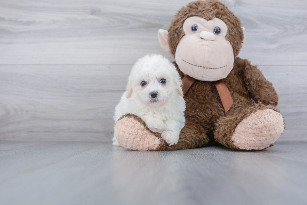 Best Poochon Baby