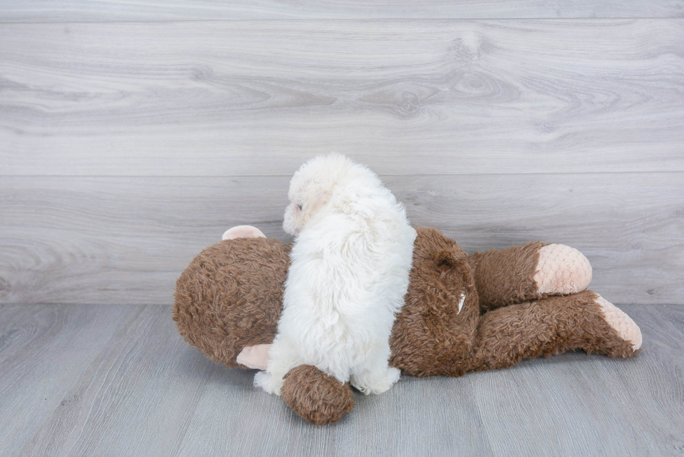 Poochon Pup Being Cute