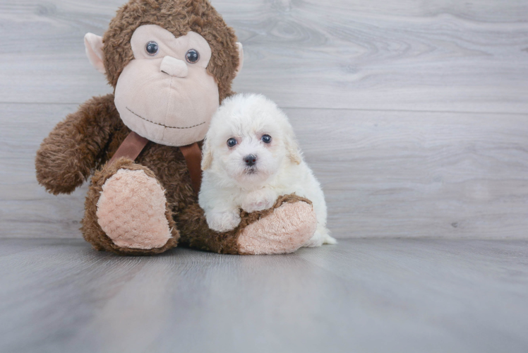 Cute Poochon Baby