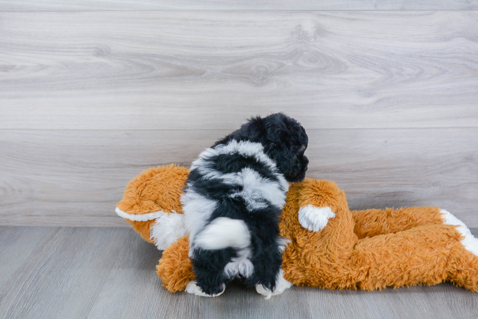 Energetic Bichpoo Poodle Mix Puppy