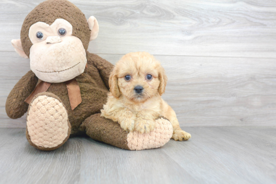 Hypoallergenic Bichpoo Poodle Mix Puppy