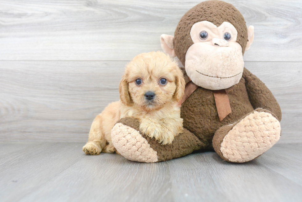 Playful Bichpoo Poodle Mix Puppy