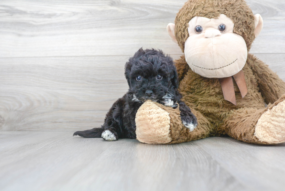 Little Bichpoo Poodle Mix Puppy