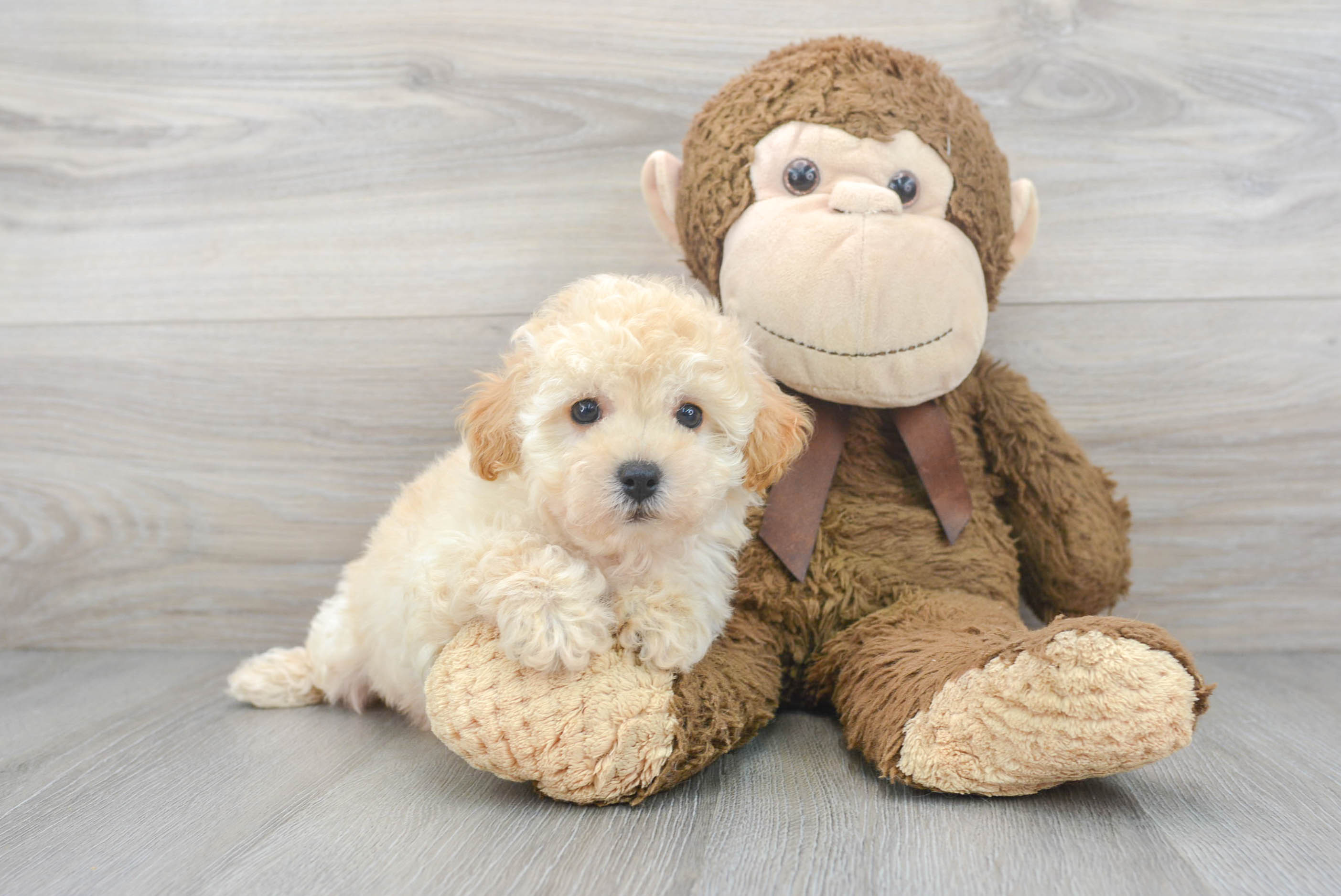 Poochon Puppy for Adoption