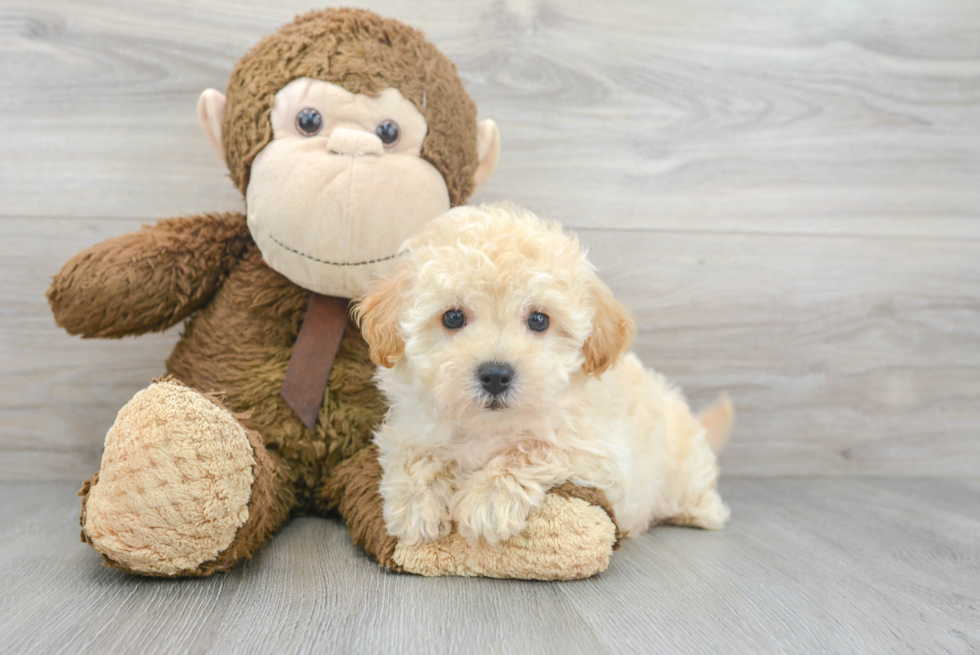 Hypoallergenic Bichpoo Poodle Mix Puppy