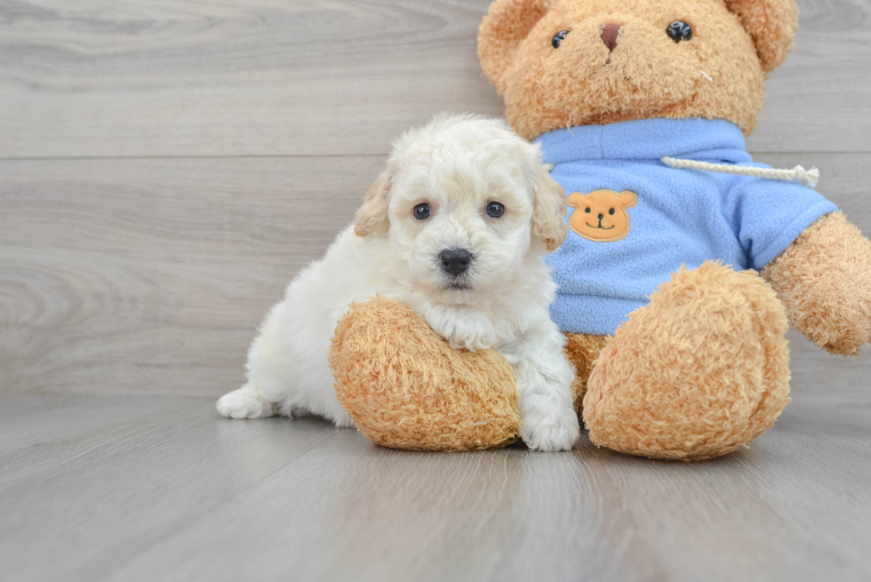 Poochon Puppy for Adoption