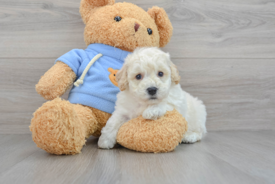 Friendly Poochon Baby