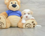 8 week old Poochon Puppy For Sale - Premier Pups