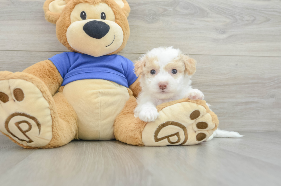 6 week old Poochon Puppy For Sale - Premier Pups