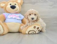 6 week old Poochon Puppy For Sale - Premier Pups