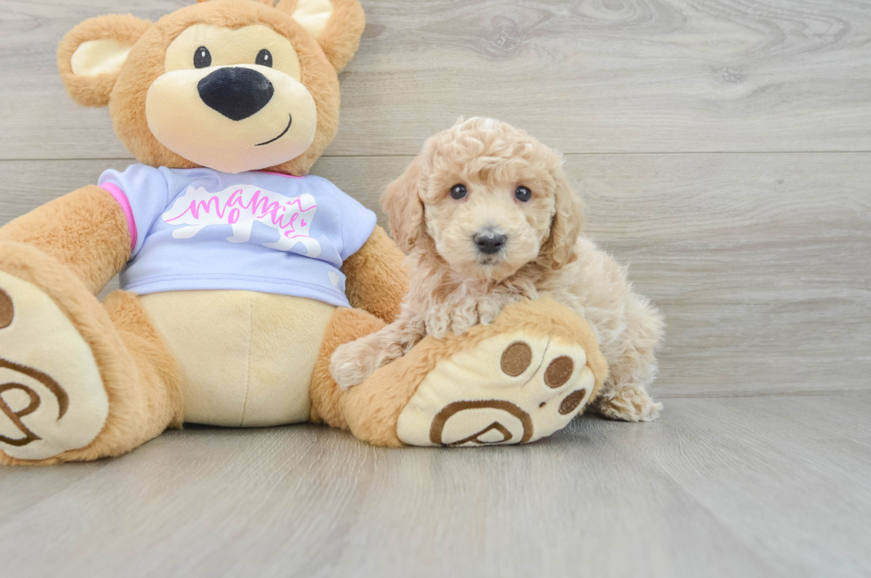 6 week old Poochon Puppy For Sale - Premier Pups