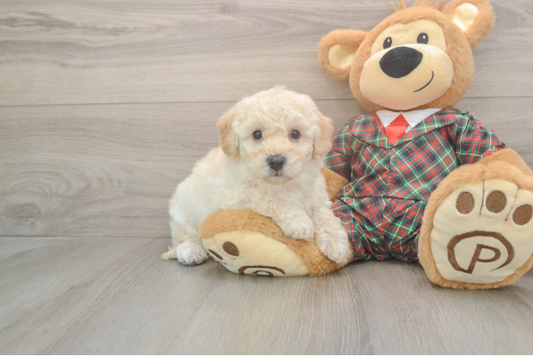 Poochon Pup Being Cute