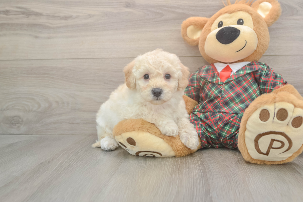 Poochon Pup Being Cute