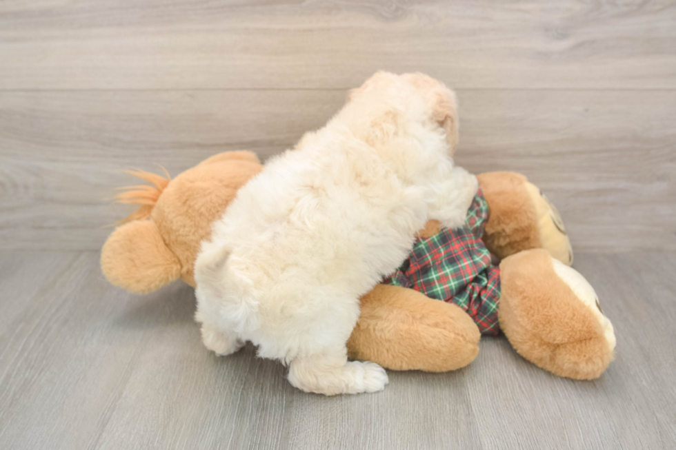 Poochon Puppy for Adoption