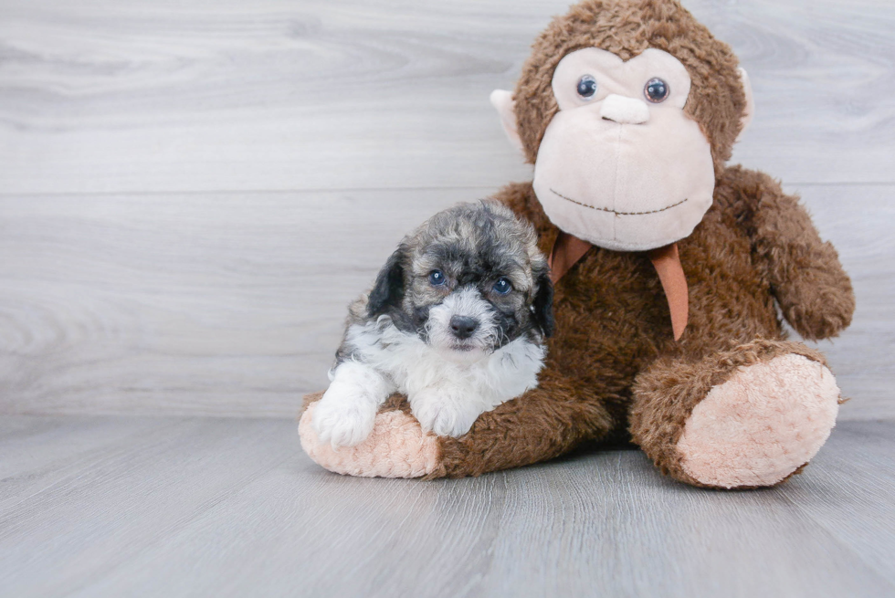 Teddy Bear Puppy for Adoption