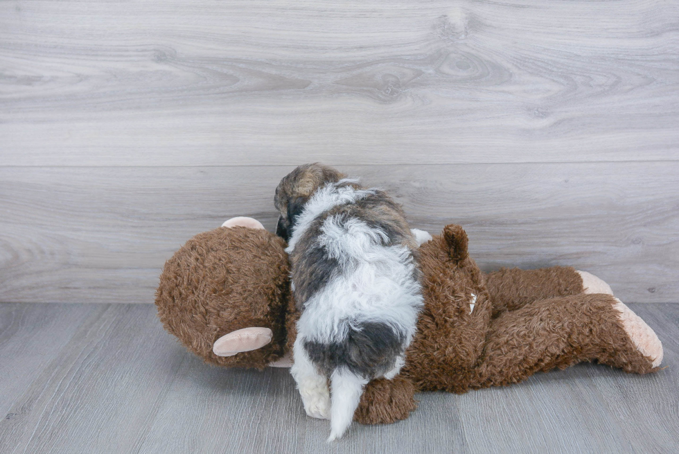 Funny Teddy Bear Designer Pup
