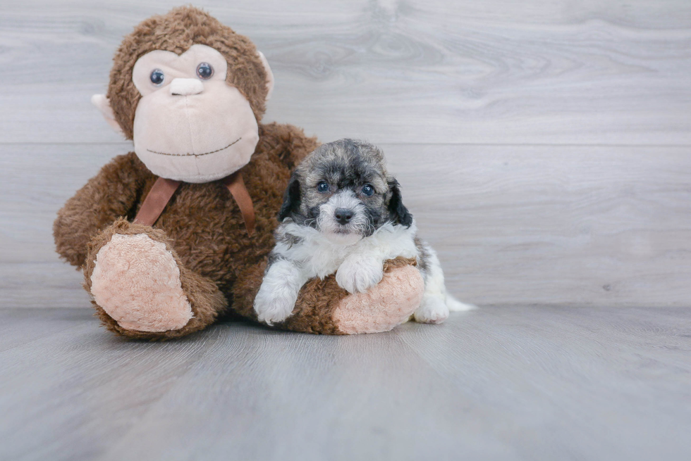 Sweet Teddy Bear Baby