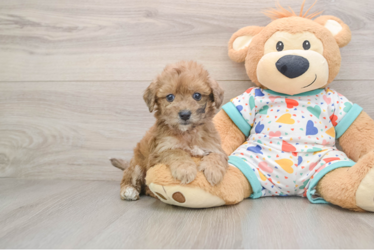 Poochon Puppy for Adoption