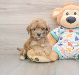 6 week old Poochon Puppy For Sale - Premier Pups