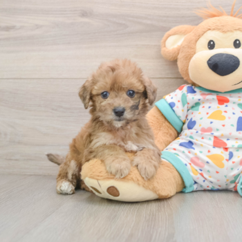 Poochon Puppy for Adoption