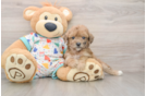 Poochon Puppy for Adoption