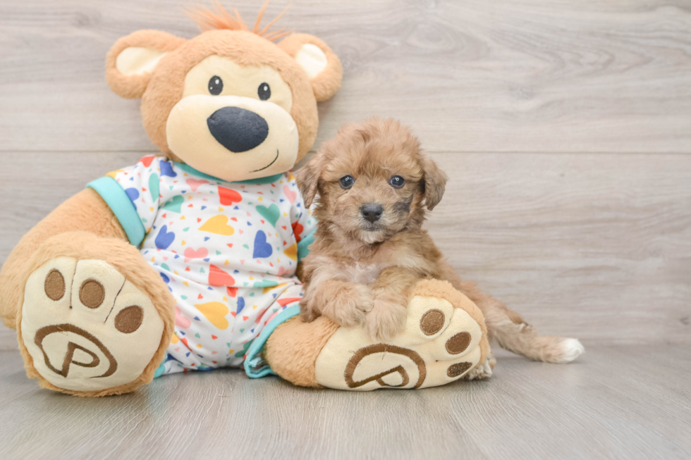 Poochon Puppy for Adoption
