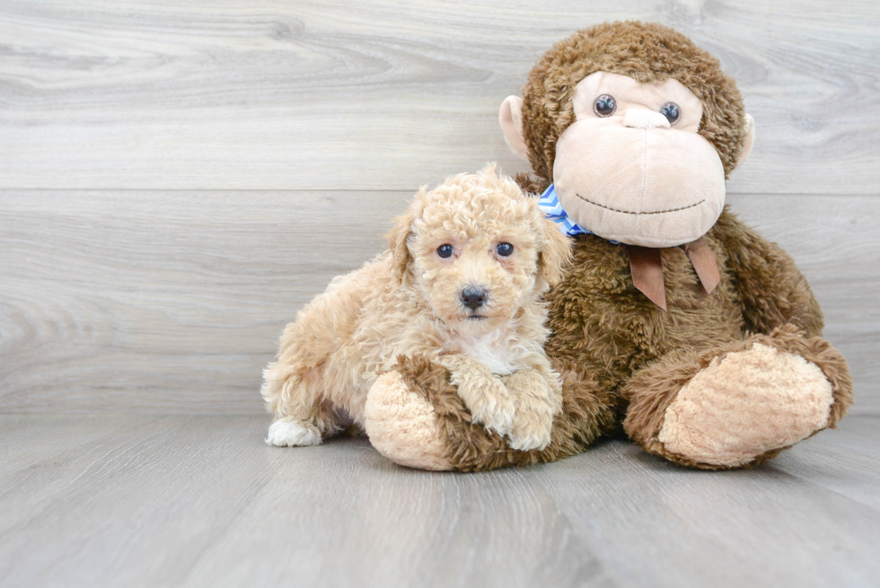 Energetic Bichpoo Poodle Mix Puppy