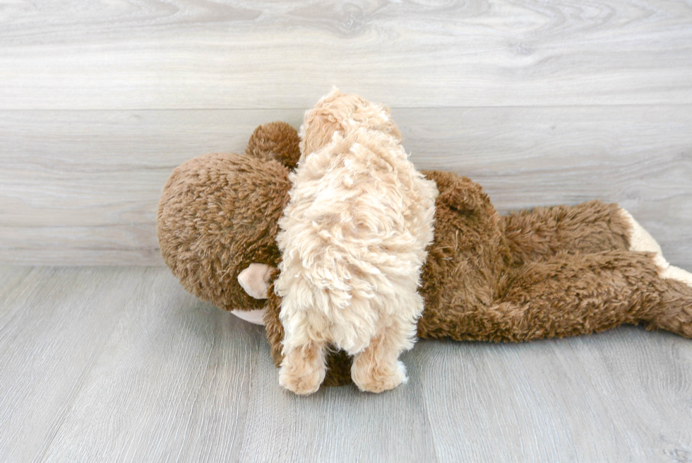 Popular Poochon Poodle Mix Pup